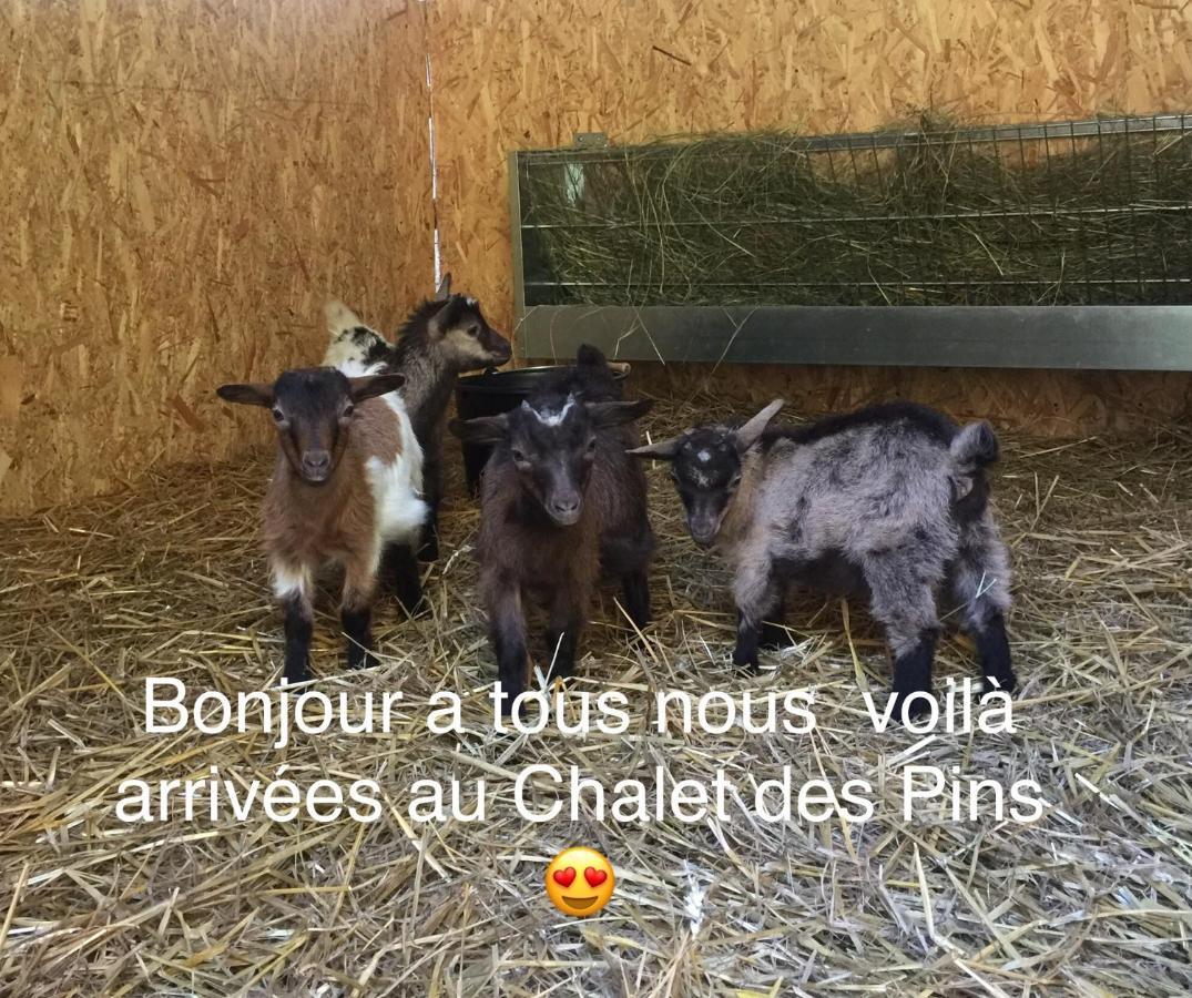 Roulottes Du Chalet Des Pins Rougeou Luaran gambar